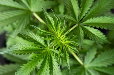 esrar bitki örtüsü bitkiler, esrar yaprakları, büyüyen esrar indica, arka plan yeşil, yetiştirme esrar, kenevir CBD, üst görünüm