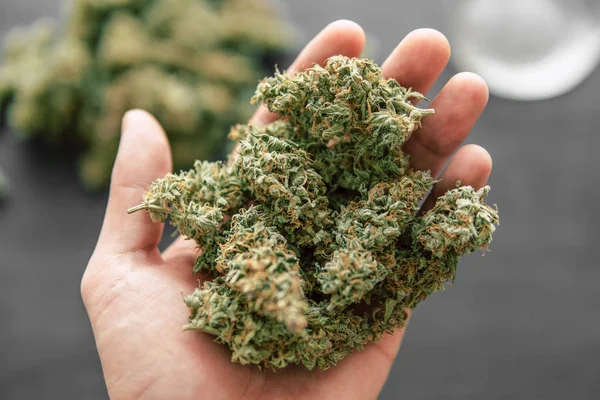Cannabis knoppar i handen — Stockfoto