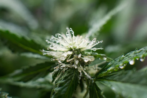 Grow weed indoor. Beautiful flower a cannabis. Beginning of the flowering period hemp. flower macro shot of a marijuana.
