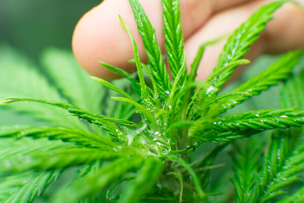 Марихуана уходит. Северное световое напряжение. Развлекательная легальная марихуана. Макрофотография. Цветок конопли
.