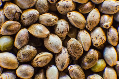 Makro ayrıntı esrar tohumu. Birçok kenevir tohumu. Organik kenevir tohumu. Üstten görünüm. Kenevir tohumu arka planda makro.