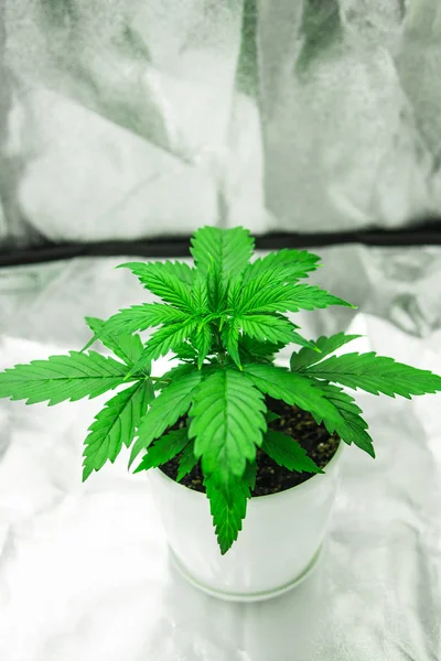 Close up. Growing marijuana at home Indoor. Cannabis Plant Growing. Cultivation growing under led light. Vegetation of Cannabis Growing.