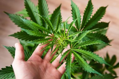 arka plan yeşil ekimi esrar, esrar yaprakları, büyüyen ev esrar indica, kenevir CBD, esrar bitki örtüsü bitkiler,