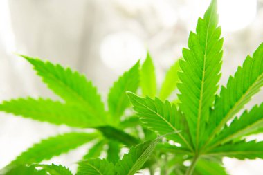 Esrar çiçek kapalı büyüyen. Esrar dikmek. Esrar işi. Kuzey ışık gerilimi. Marihuana operasyonu büyüyor. Ev Grow yasal rekreasyon kenevir.