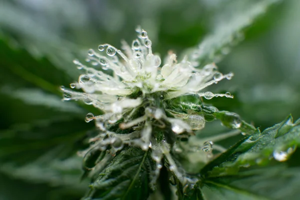 Grow weed indoor. Beautiful flower a cannabis. flower macro shot of a marijuana. Beginning of the flowering period hemp.