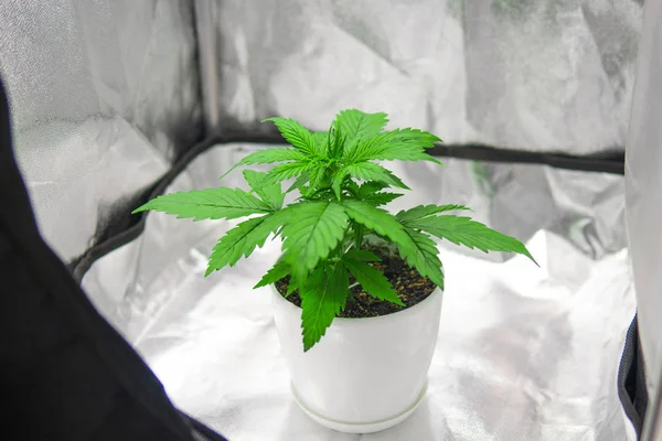 Cultivar marihuana en casa En interiores. Vegetación del cultivo de cannabis. Cultivo que crece bajo luz led. Cultivo de plantas de cannabis —  Fotos de Stock