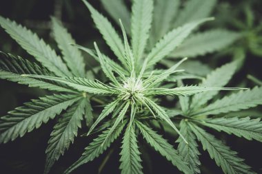 Kapı kenevir büyümek. Yaprakları yeşil arka plan. Çiçeklenme başlangıcında esrar. Genç esrar bitki. Evde yasal esrar ekimi. Moody renk