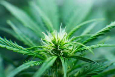 Yaprakların yeşil arka plan. Genç esrar bitki. Tıbbi indica Cbd ile. Kapı kenevir büyümeye. Yasal esrar ekimi içinde belgili tanımlık ev. Esrar çiçeklenme başında.