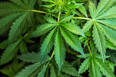 Kenevir CBD, arka plan yeşil, esrar yaprakları, esrar bitki örtüsü bitkiler, büyüyen esrar indica, üst görünüm