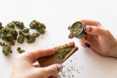 Marihuanayı öğütücüyle kapat. Esrar kullanımı kavramı. Esrar hazırlayan ve saran bir kadın. Beyaz arka planda esrar saran bir kadın..