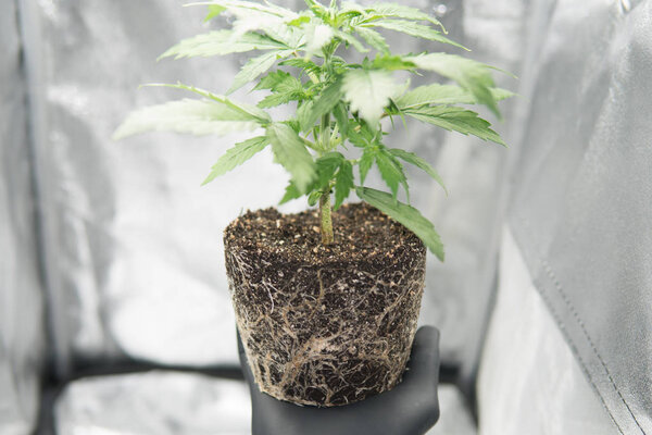 Профессиональное выращивание конопли растет. CBD в корнях марихуаны. Корни марихуаны здоровые. Корни В руках производителя, красивые корни растения марихуаны
.