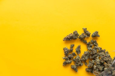Kopya uzayı için arkaplan. Sarı arka planda esrar tomurcukları. Üst Manzara. Taze marihuana. Kenevirin yasallaştırılması. Kenevir tomurcuklarına ilişkin CBD ve THC.