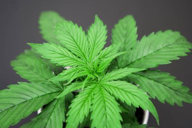 Siyah bir zemin üzerine esrar yalıtmak. Güzel arka plan. Bitki örtüsü dönemi. Kapalı ekimi. Yakın çekim. Esrar bırakır. Büyüyen kenevir bitki.