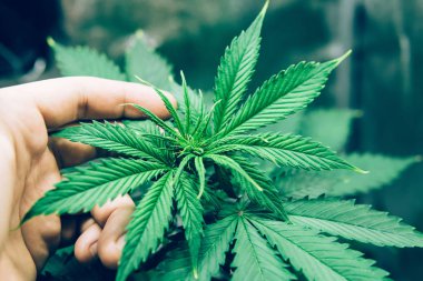 Esrar çiçek kapalı büyüyen. Ev Grow yasal rekreasyon kenevir. Marihuana operasyonu büyüyor. Esrar dikmek. Kuzey ışık gerinim.