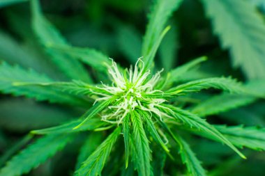 Kapı kenevir büyümeye. Genç esrar bitki. Esrar çiçeklenme başında. Yaprakların yeşil arka plan. Yasal esrar ekimi içinde belgili tanımlık ev. Cbd ile tıbbi indica.