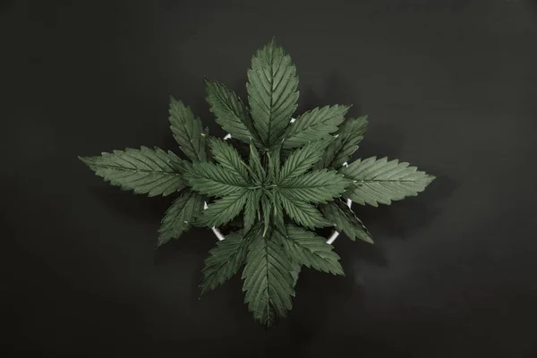 Periodo vegetativo Foglie di marijuana, cannabis su sfondo scuro. Bello sfondo. Coltivazione indoor. Coltivazione di Cannabis. Vista dall'alto . — Foto Stock