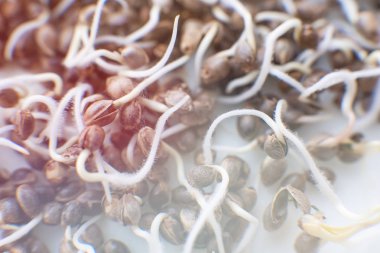 Ayrıntılar kök beyaz bir arka plan üzerinde. Esrar tohumları. Birçok esrar tohumları çimlenme. Germinated esrar tohumu. yakın çekim makro. Esrar Tohumları satışı. Esrar hovering. Makro fotoğraf ekimi tohumları.