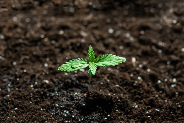 Саженцы в земле на солнце, выращивание в помещении марихуаны Макро. Небольшое растение конопли. Этап растительной конопли . — стоковое фото