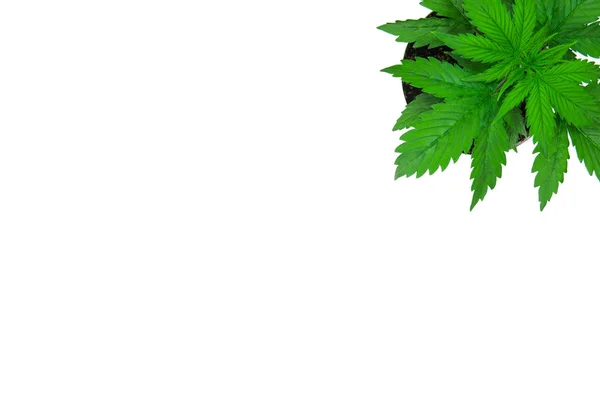 植生期間。大麻植物が成長します。美しい背景。マリファナの葉。トップビュー。白い背景に大麻を分離します。スペースのコピー。屋内栽培. — ストック写真
