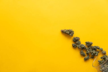 Taze marihuana. Kenevirin yasallaştırılması. Sarı arka planda esrar tomurcukları. Üst Manzara. Kopya uzayı için arkaplan. Kenevir tomurcuklarına ilişkin CBD ve THC.