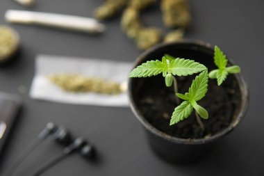 Siyah arka planda esrar filizleniyor. İçerde ot yetişiyor. Makro. Marihuana yetiştirme kavramı.
