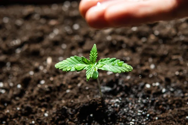 Das Stadium der Vegetation Hanf. Sämling im Boden in der Sonne, Anbau in einem Indoor-Marihuana-Macro. Eine kleine Pflanze aus Cannabis-Setzlingen. — Stockfoto