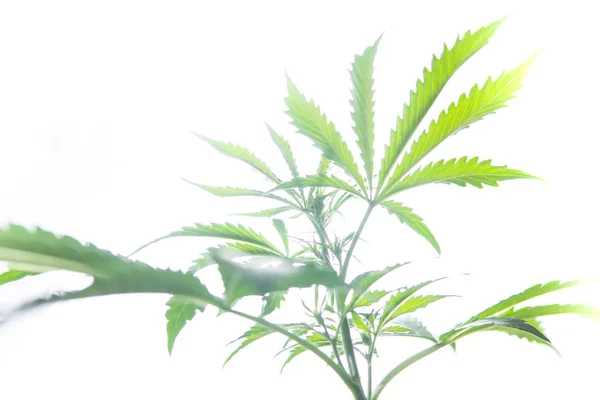 Indica indica καλλιέργεια εσωτερικού χώρου, νομιμοποίηση μαριχουάνας, φυτά κάνναβης βλάστηση, λευκό φόντο καλλιέργεια κάνναβης, φύλλα μαριχουάνας στο φως, κάνναβης μαριχουάνα CBD, — Φωτογραφία Αρχείου
