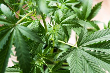 kenevir marihuana CBD, ışıkta marihuana yaprakları, kapalı alanda yetişen kenevir indikası, kenevir bitkisi bitkileri, marihuana yasallaştırma, beyaz arka plan esrar yetiştirme,