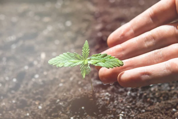 cultivation in an indoor marijuana Macro. A small plant of cannabis seedlings. The stage of vegetation hemp. Seedling in the ground in the sun, light leaks color tones