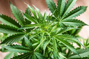 kenevir marihuana CBD, marihuana yasallaştırma, kapalı alanda yetişen kenevir indika, beyaz arka plan yetiştirme esrar, ışıkta marihuana yaprakları, kenevir bitkileri,