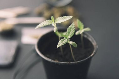 Marihuana yetiştirme konsepti. Siyah arka planda esrar filizleniyor. Kapat. İçerde ot yetişiyor..