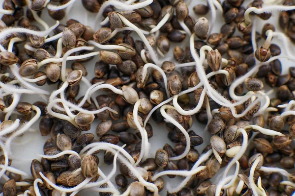 Many sprouting cannabis seeds. close-up macro. Germinated cannabis seed. Hovering Hemp. Sale of cannabis seeds. Details Root on a white background. Macro photo cultivation seeds. Marijuana seeds. — Stock Photo, Image
