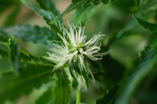 Grow weed indoor.flower macro shot of a marijuana. Beginning of the flowering period hemp. Beautiful flower a cannabis. top view
