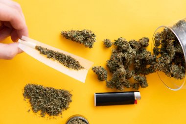 Kopyalama alanı için sarı arka planda esrar tomurcukları el ele tutuşur. Kenevirin yasallaştırılması. Blunt ve Lighters. Bitki öğütücü Taze marihuana. Kenevir tomurcukları için CBD ve THC. Üst görünüm.
