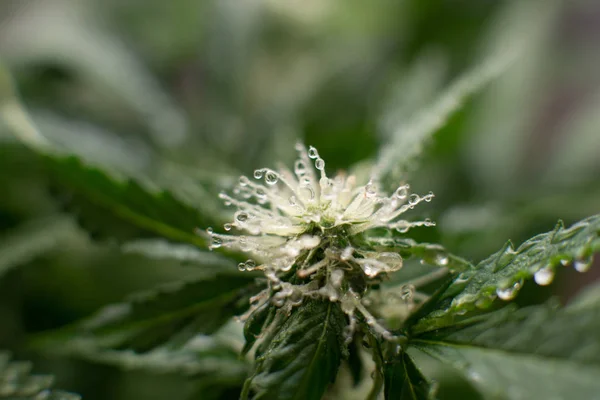 Grow weed indoor. Beautiful flower a cannabis. flower macro shot of a marijuana. Beginning of the flowering period hemp. — Stock Photo, Image
