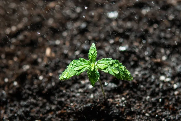 Небольшое растение конопли. Саженцы в земле на солнце, стадия растительной конопли. культивирование в помещении марихуаны Макро . — стоковое фото