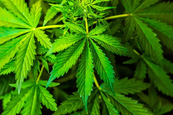 Cannabis indica, cáñamo CBD, fondo verde, hojas de marihuana, plantas de vegetación de marihuana, Crecimiento vista superior — Foto de Stock