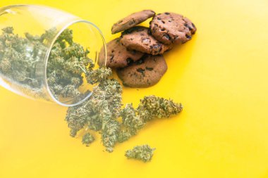 Esrarlı kurabiyeler ve masada esrar tomurcukları. Yiyecek ve sarı arka planda tıbbi marihuana kullanımı. Kenevir otlu kurabiyeler CBD.