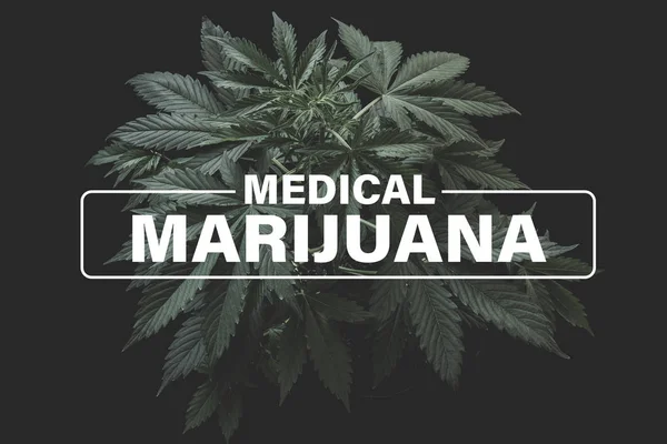 Marihuana medicinal, cultivo de cannabis indica, fondo verde, hojas de marihuana, plantas de marihuana planta cáñamo, cultivo de cannabis , — Foto de Stock