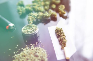 Bitki öğütücü Taze marihuana. Kapatın. Blunt ve Lighters. Kopyalama alanı için esrarın arka planda el ele tutuşması. Kenevir tomurcuklarına ilişkin CBD ve THC.