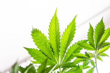 Esrar yasallaştırma, kenevir marihuana CBD, kapalı alanda yetişen kenevir indika, beyaz arka plan yetiştirme esrar, esrar bitkileri, ışıkta marihuana yaprakları,