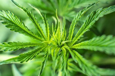 tarım esrarı, arka plan yeşili, marihuana bitkileri, büyüyen kenevir indikası, marihuana yaprakları, kenevir CBD,