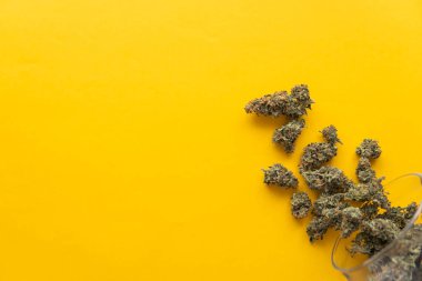 Kenevir tomurcukları için CBD ve THC. Kopya uzayı için arkaplan. Sarı arka planda esrar tomurcukları. Üst Manzara. Taze marihuana. Kenevir yasallaştırması .