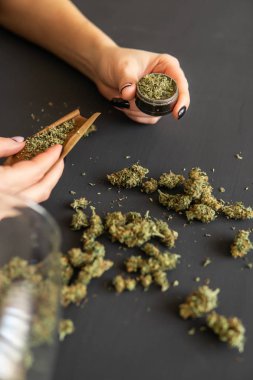 Yakın bir şekilde Woman'ın marihuana esrarı yuvarlayın. Öğütücü ile marihuana künt yakın. Pot kullanım konsepti. Kadın hazırlama ve haddeleme esrar esrar ortak.