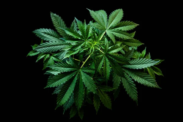 Växande cannabis indica på svart bakgrund, odling cannabis, marijuana blad, marijuana vegetation växter, hampa CBD, bakgrund grön, uppifrån och upp vy — Stockfoto