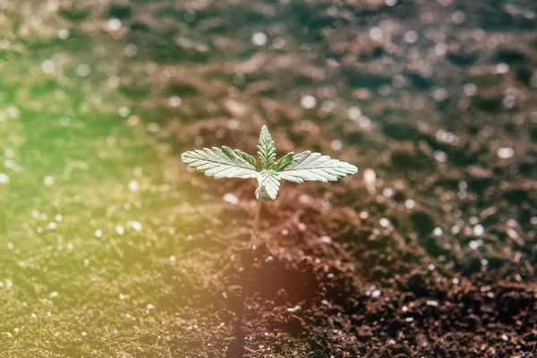 cultivation in an indoor marijuana Macro. A small plant of cannabis seedlings. The stage of vegetation hemp. Seedling in the ground in the sun, light leaks color tones