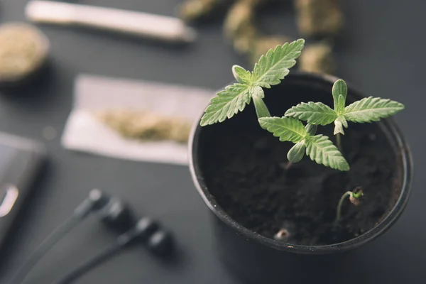 Mudas de canábis num fundo preto. Conceito de cultivo de maconha. macro. Erva de cânhamo interior crescer . — Fotografia de Stock