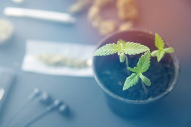 Marihuana yetiştirme konsepti. Siyah bir arka plan üzerinde kenevir fidesi. Kenevir olu iç büyümek. Makro. ışık sızıntıları renk tonları