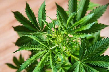 kenevir Cbd, arka plan yeşil yetiştirme esrar, esrar bitki bitkileri, marihuana yaprakları, Büyüyen ev esrar indica,