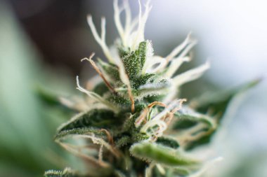tomurcukları evde esrar yetiştirilen. Hasattan önce bud keneviri. Indica ve Sativa tıp üniversiteleri